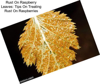 Rust On Raspberry Leaves: Tips On Treating Rust On Raspberries