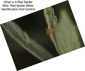What Is A Red Spider Mite: Red Spider Mites Identification And Control