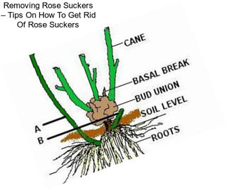 Removing Rose Suckers – Tips On How To Get Rid Of Rose Suckers