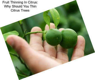 Fruit Thinning In Citrus: Why Should You Thin Citrus Trees