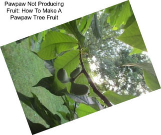Pawpaw Not Producing Fruit: How To Make A Pawpaw Tree Fruit