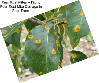 Pear Rust Mites – Fixing Pear Rust Mite Damage In Pear Trees