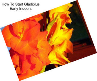 How To Start Gladiolus Early Indoors