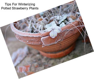 Tips For Winterizing Potted Strawberry Plants