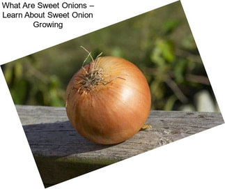 What Are Sweet Onions – Learn About Sweet Onion Growing