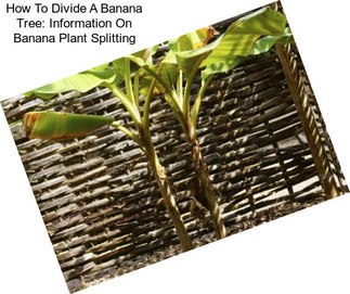 How To Divide A Banana Tree: Information On Banana Plant Splitting