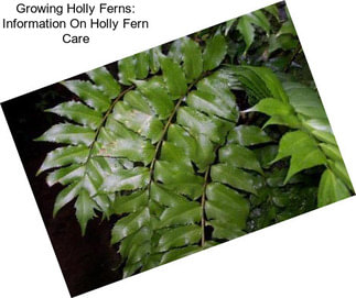 Growing Holly Ferns: Information On Holly Fern Care