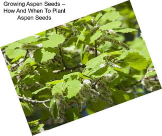 Growing Aspen Seeds – How And When To Plant Aspen Seeds