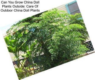 Can You Grow China Doll Plants Outside: Care Of Outdoor China Doll Plants