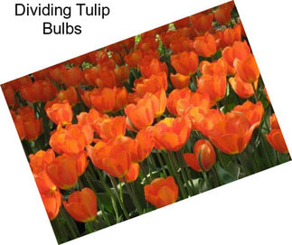 Dividing Tulip Bulbs