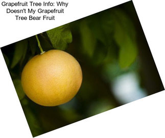 Grapefruit Tree Info: Why Doesn\'t My Grapefruit Tree Bear Fruit