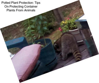 Potted Plant Protection: Tips On Protecting Container Plants From Animals