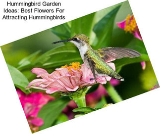 Hummingbird Garden Ideas: Best Flowers For Attracting Hummingbirds