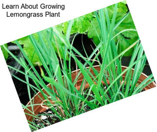 Learn About Growing Lemongrass Plant