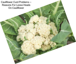 Cauliflower Curd Problems – Reasons For Loose Heads On Cauliflower