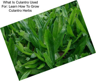 What Is Culantro Used For: Learn How To Grow Culantro Herbs