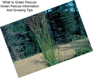 What Is Green Fescue: Green Fescue Information And Growing Tips