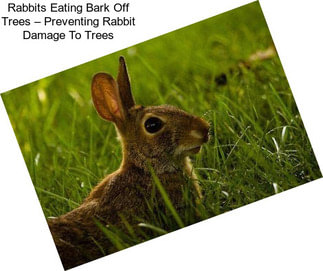 Rabbits Eating Bark Off Trees – Preventing Rabbit Damage To Trees