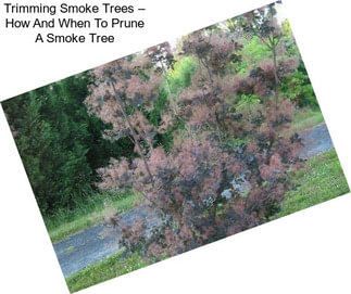 Trimming Smoke Trees – How And When To Prune A Smoke Tree