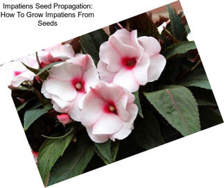 Impatiens Seed Propagation: How To Grow Impatiens From Seeds
