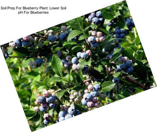 Soil Prep For Blueberry Plant: Lower Soil pH For Blueberries