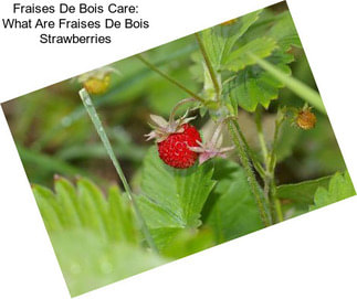 Fraises De Bois Care: What Are Fraises De Bois Strawberries