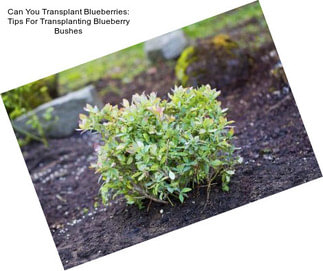 Can You Transplant Blueberries: Tips For Transplanting Blueberry Bushes