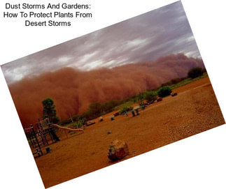 Dust Storms And Gardens: How To Protect Plants From Desert Storms
