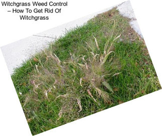 Witchgrass Weed Control – How To Get Rid Of Witchgrass