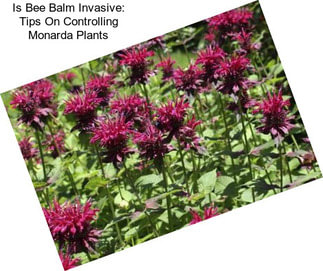 Is Bee Balm Invasive: Tips On Controlling Monarda Plants