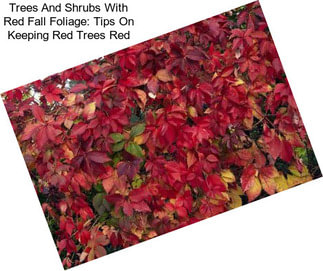 Trees And Shrubs With Red Fall Foliage: Tips On Keeping Red Trees Red