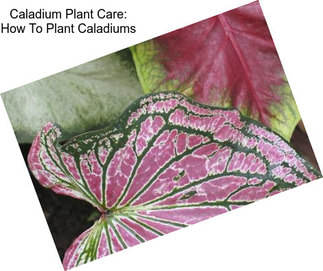 Caladium Plant Care: How To Plant Caladiums