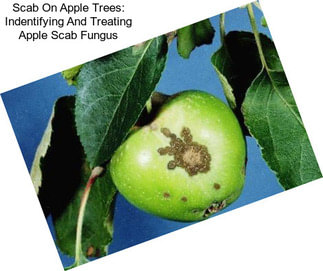 Scab On Apple Trees: Indentifying And Treating Apple Scab Fungus