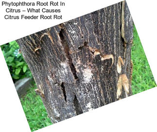 Phytophthora Root Rot In Citrus – What Causes Citrus Feeder Root Rot