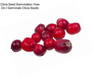 Clivia Seed Germination: How Do I Germinate Clivia Seeds