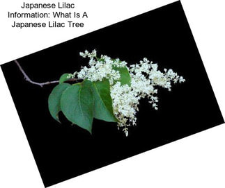Japanese Lilac Information: What Is A Japanese Lilac Tree