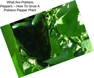 What Are Poblano Peppers – How To Grow A Poblano Pepper Plant