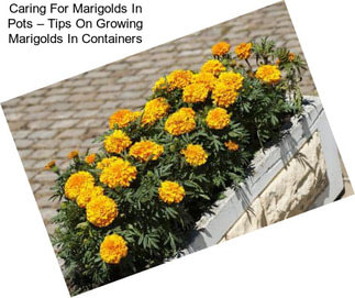 Caring For Marigolds In Pots – Tips On Growing Marigolds In Containers