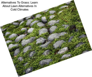 Alternatives To Grass: Learn About Lawn Alternatives In Cold Climates