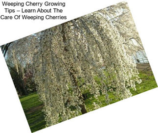 Weeping Cherry Growing Tips – Learn About The Care Of Weeping Cherries