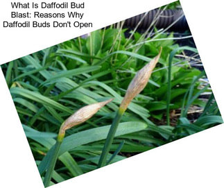 What Is Daffodil Bud Blast: Reasons Why Daffodil Buds Don\'t Open