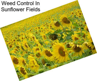 Weed Control In Sunflower Fields
