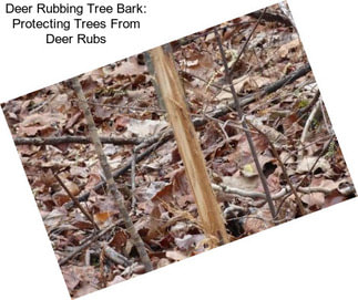 Deer Rubbing Tree Bark: Protecting Trees From Deer Rubs