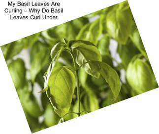 My Basil Leaves Are Curling – Why Do Basil Leaves Curl Under