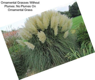 Ornamental Grasses Without Plumes: No Plumes On Ornamental Grass