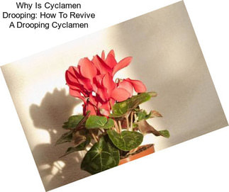 Why Is Cyclamen Drooping: How To Revive A Drooping Cyclamen