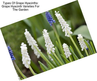 Types Of Grape Hyacinths: Grape Hyacinth Varieties For The Garden