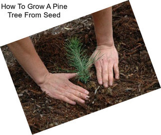 How To Grow A Pine Tree From Seed