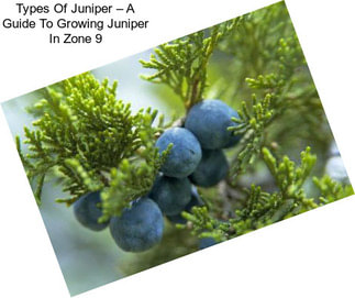 Types Of Juniper – A Guide To Growing Juniper In Zone 9