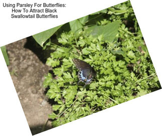 Using Parsley For Butterflies: How To Attract Black Swallowtail Butterflies
